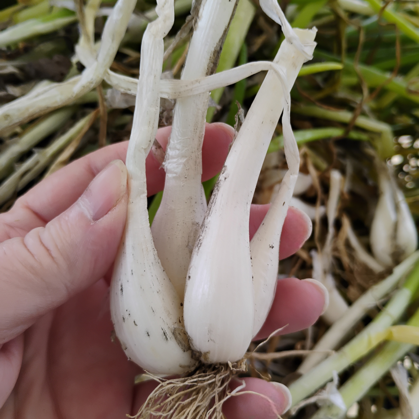 A hand holding freshly harvested cluster of White Multiplying Onion bulbs.