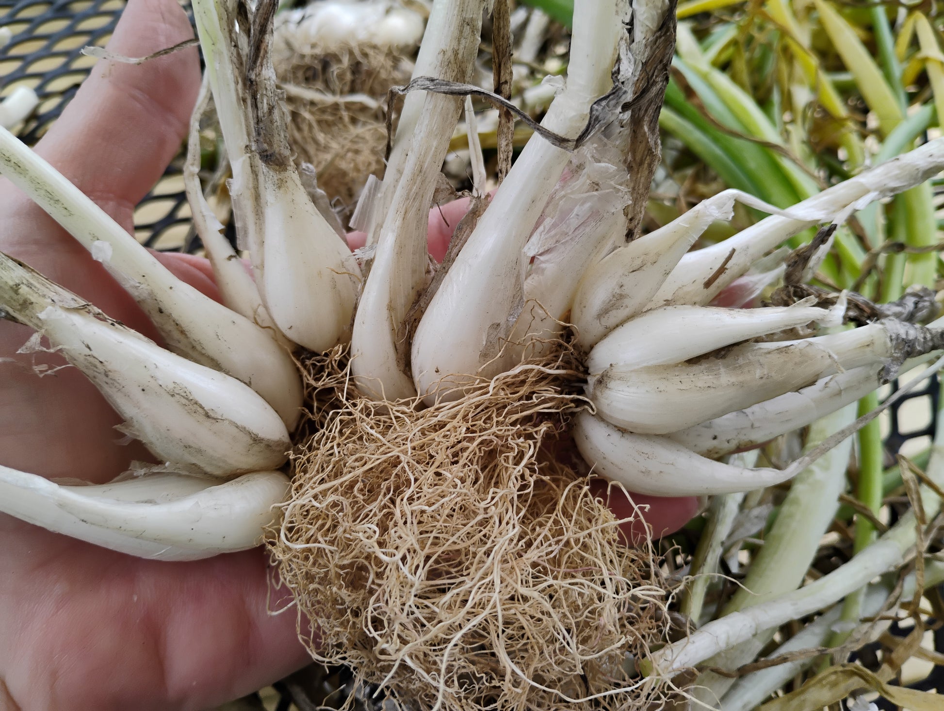 Hand holding a large clump of White Multiplying Onion bulbs with roots fanned out to show the multiple onions produced from one planting.