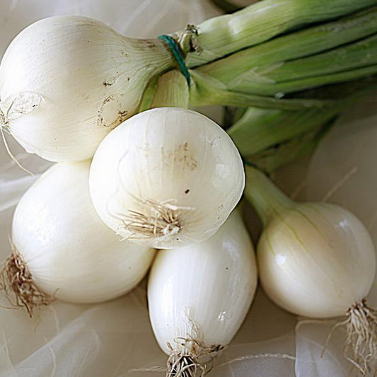 White Sweet Spanish Onion