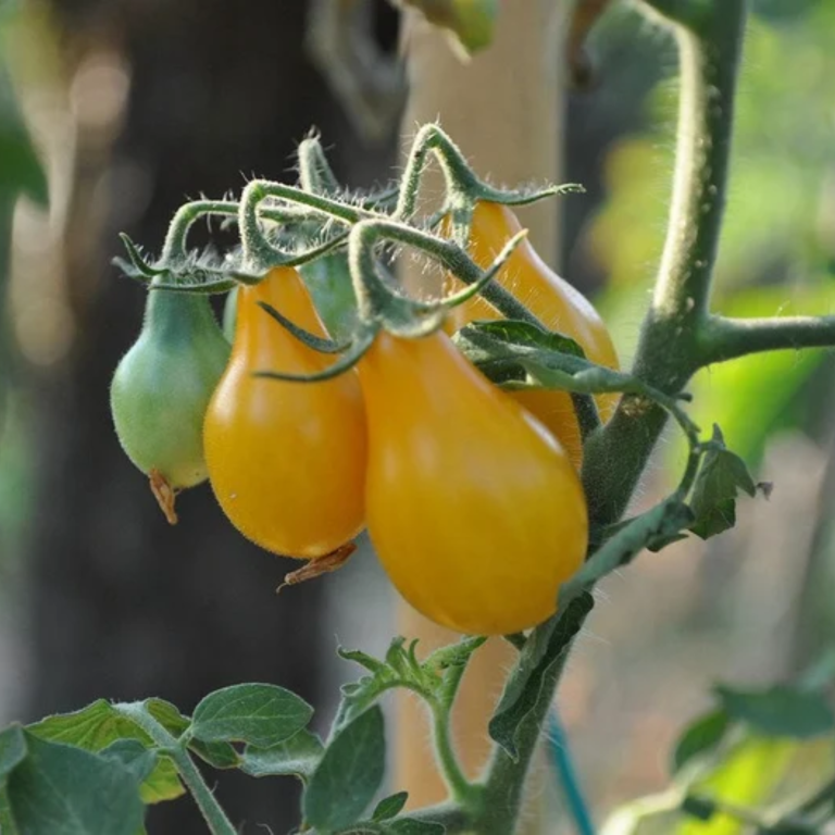 Yellow Pear heirloom tomatoes ripening on the vine in a summer garden.