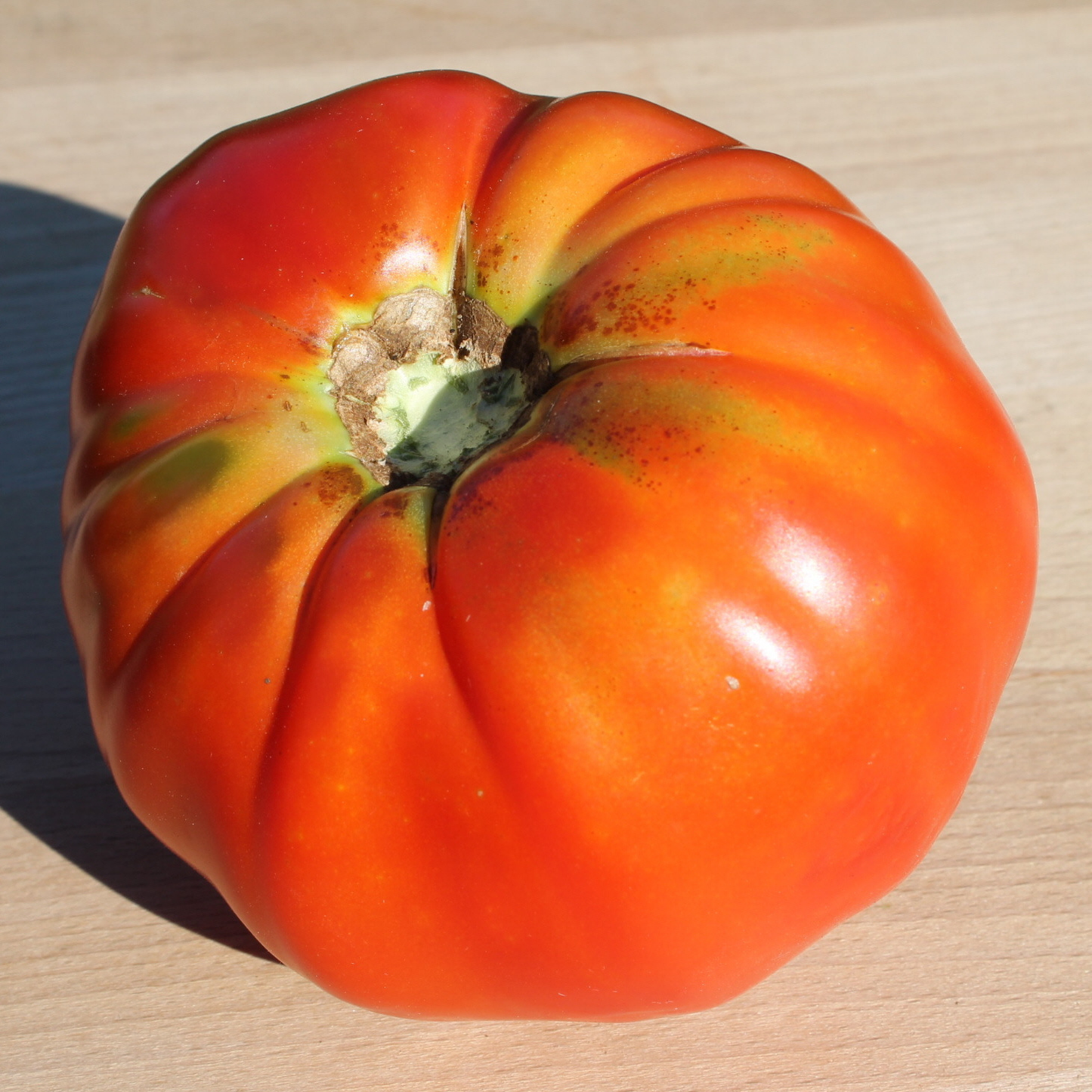 Large ripe Zeke Dishman Kentucky heirloom beefsteak tomato weighing over 2 pounds.