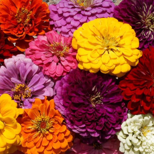 A vibrant mix of large, double blooms in shades of red, pink, orange, yellow, and white. Each plant produces unique colors for a bright, ever-changing display.