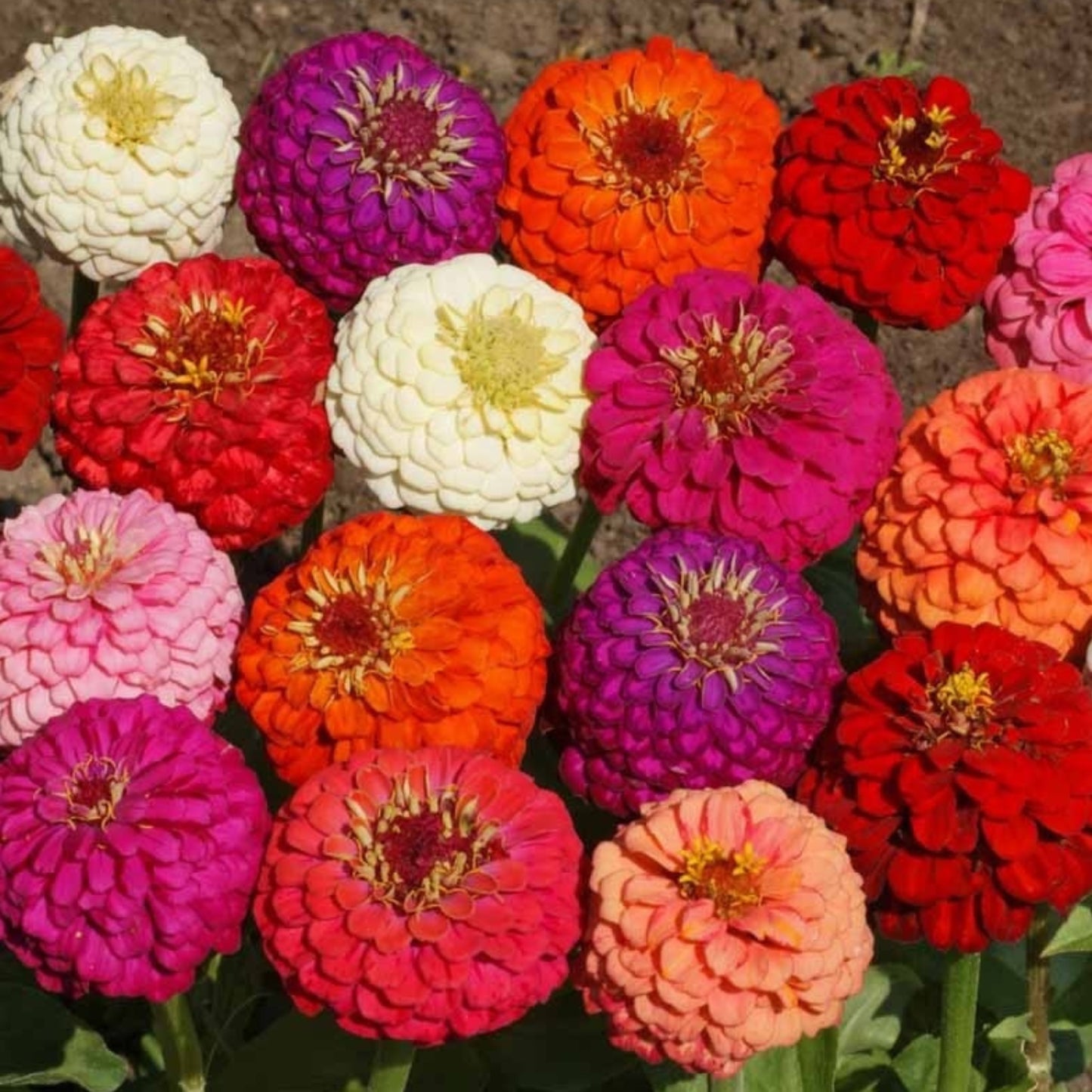 Lilliput Zinnia Mix