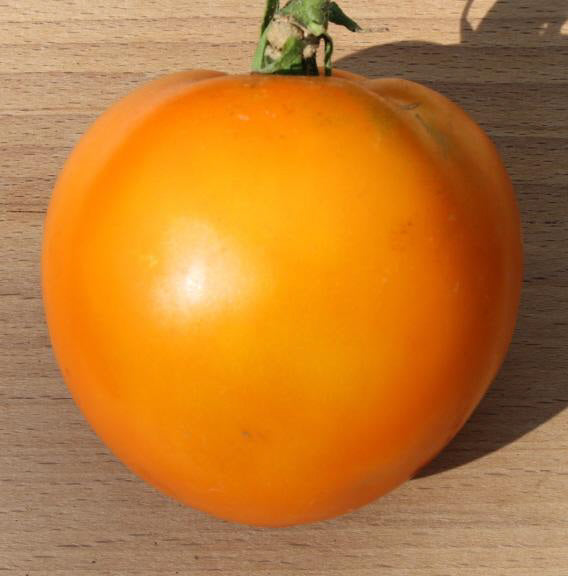 Dixie Golden Giant Tomato - Cheap Seeds, LLC
