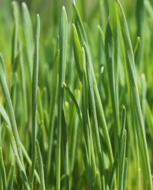 Green wheatgrass shoots growing in a tray