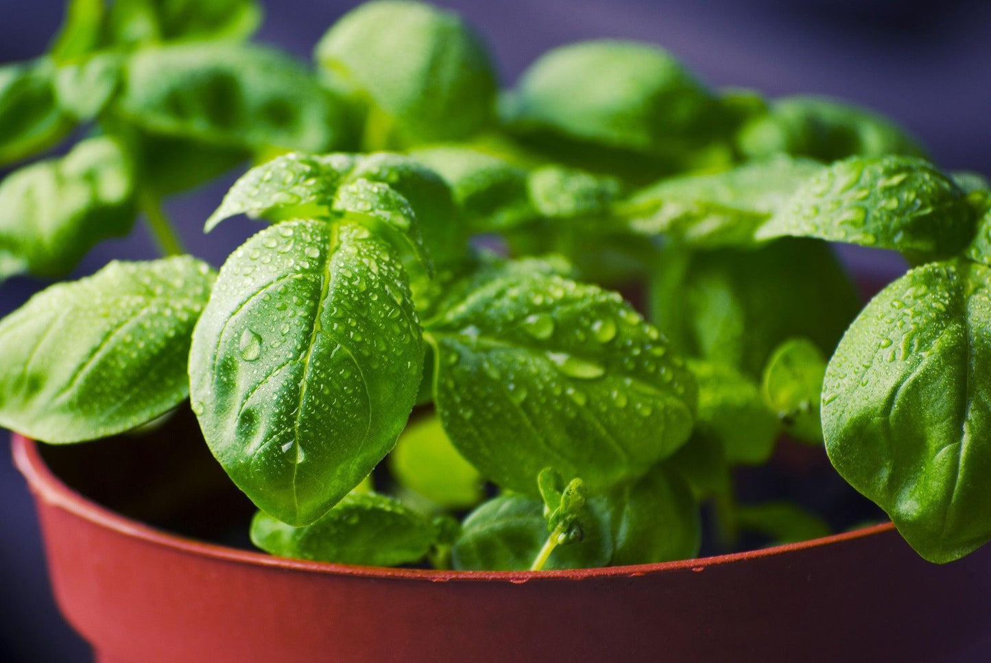 Large Leaf Italian Basil - Cheap Seeds, LLC
