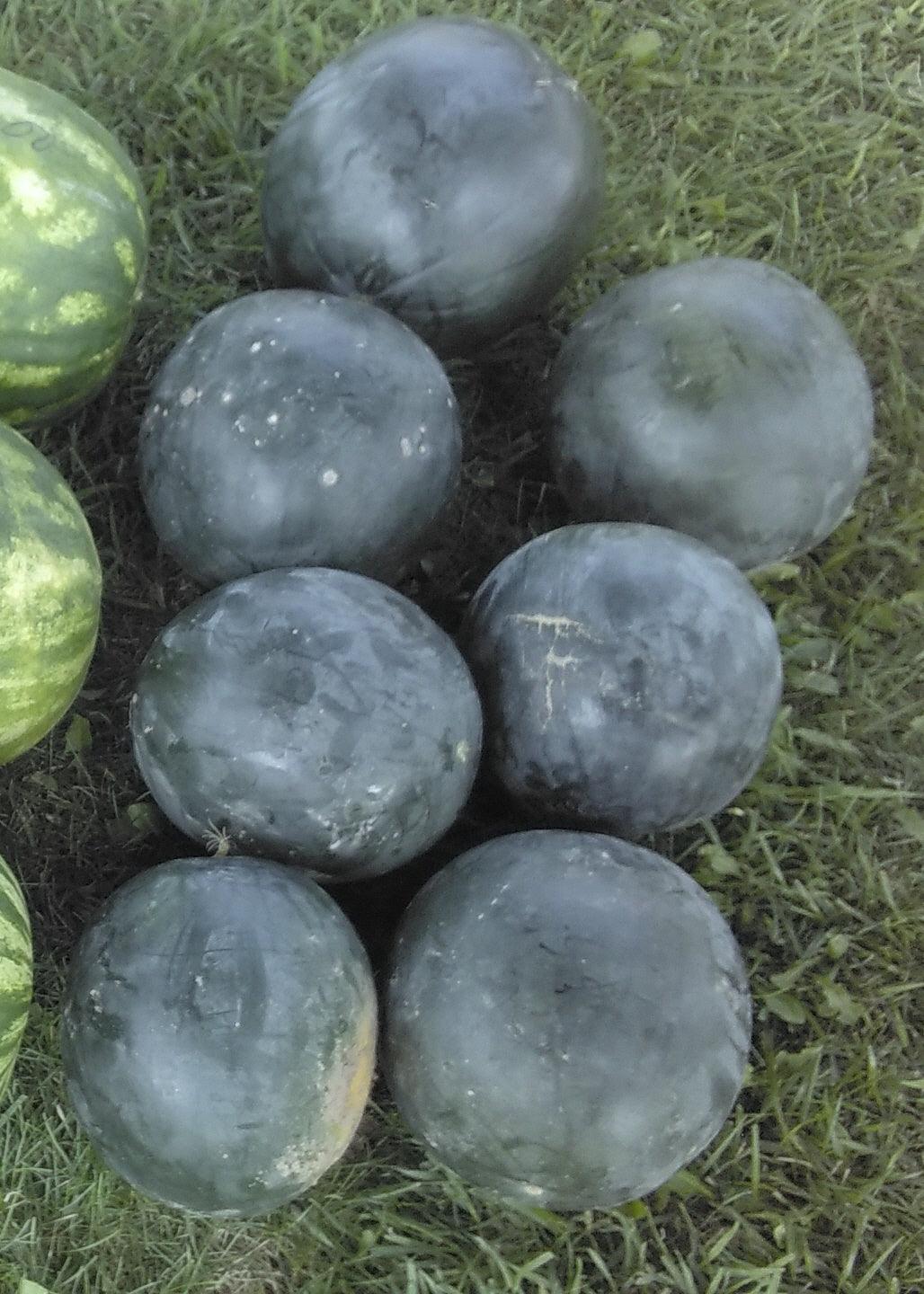 Sugar Baby Watermelon - Cheap Seeds, LLC